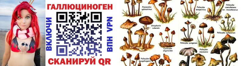 где купить   Болхов  Псилоцибиновые грибы Psilocybe 
